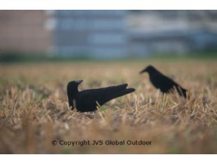 Decoy crow set XL