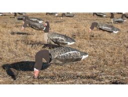Sillosocks Pink foot/Greyleg goose foraging 6 pieces