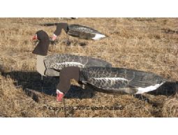 Sillosocks Pink foot/Greyleg goose foraging 6 pieces