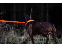 Standard Leash - Blaze Orange