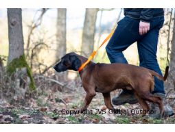 Trainers Leash-Blaze Orange